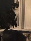 adoptable Cat in harrisburg, PA named Esmae