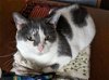 adoptable Cat in harrisburg, PA named Jewels (happy cat looking for a happy family)