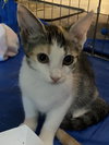 Petula - Photo 2