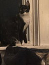 Petula - Photo 3