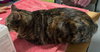 Kandy (beautiful and shy) - Photo 2