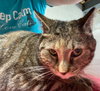 Kandy (beautiful and shy) - Photo 3