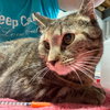 Kandy (beautiful and shy) - Photo 4