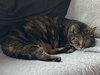 Kandy (beautiful and shy) - Photo 14