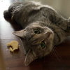 Isabella - Photo 2