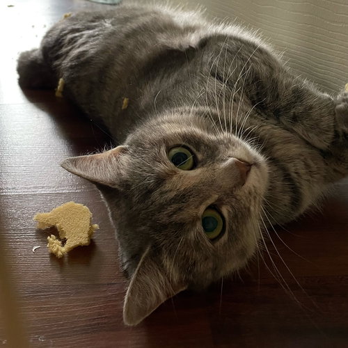 ISABELLA - Domestic Short Hair available for adoption