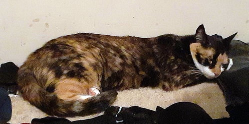 Photo 3 of Skitzer (shy girl)