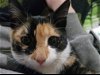 adoptable Cat in harrisburg, PA named Skitzer (shy girl)