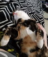 Skitzer (shy girl) - Photo 2