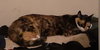 Skitzer (shy girl) - Photo 3