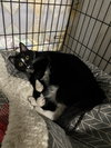 Beauregard - Photo 11