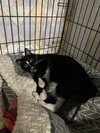 Beauregard - Photo 13