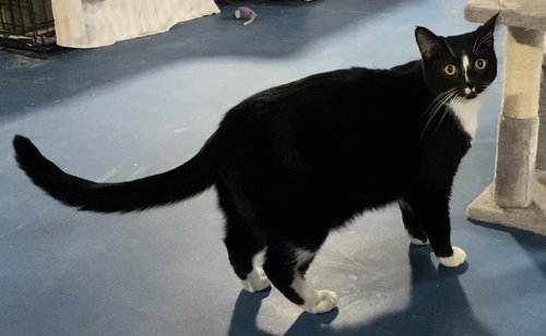 BEAUREGARD - Domestic Short Hair available for adoption