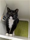 adoptable Cat in harrisburg, PA named Allie (female tux)