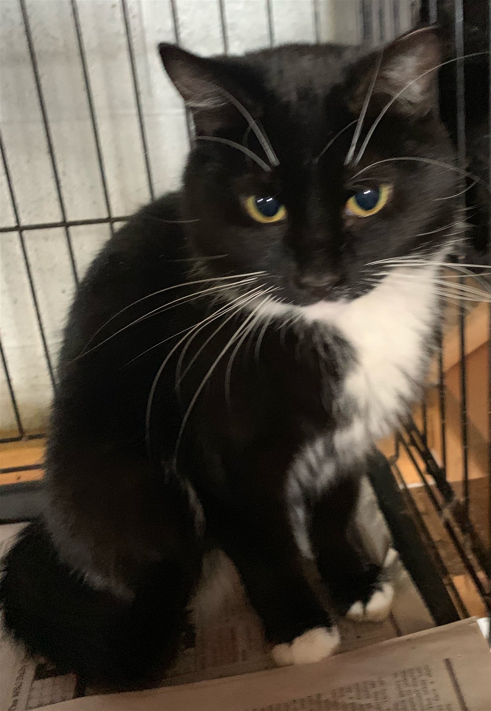 adoptable Cat in Harrisburg, PA named Amy