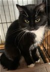 adoptable Cat in harrisburg, PA named Amy (female tux)