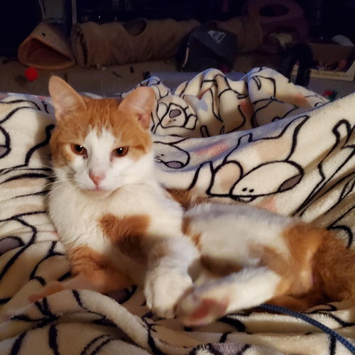 ERNIE - Domestic Short Hair available for adoption