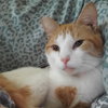 Ernie - Photo 3