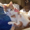 Ernie - Photo 4