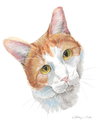 Ernie - Photo 5