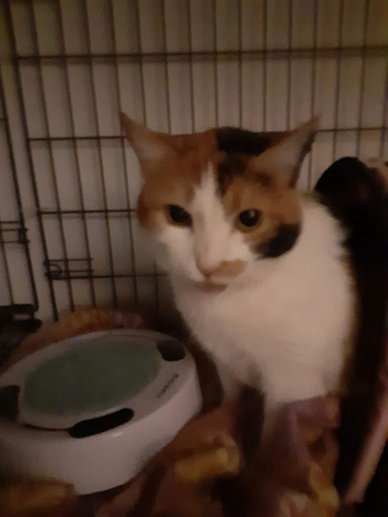 adoptable Cat in Harrisburg, PA named Tara (sweet adult calico)