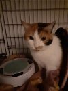 adoptable Cat in harrisburg, PA named Tara (adult calico)