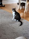 adoptable Cat in harrisburg, PA named Bella