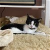adoptable Cat in harrisburg, PA named Sia