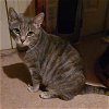adoptable Cat in harrisburg, PA named Sylvie