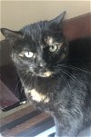 adoptable Cat in harrisburg, PA named Midnight