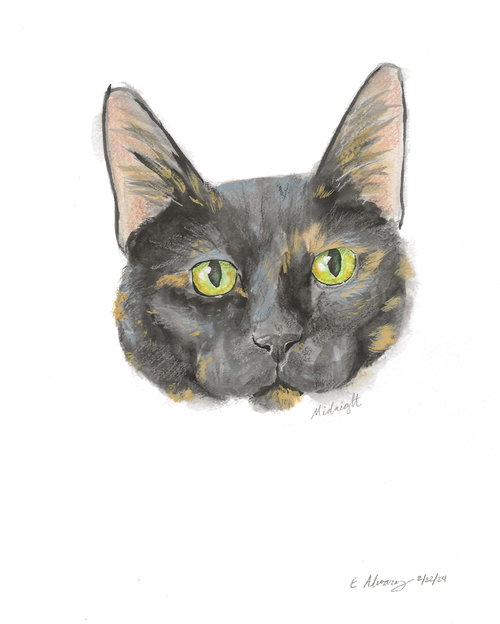 MIDNIGHT - Domestic Short Hair available for adoption