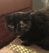 Midnight - Photo 4
