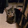 adoptable Cat in harrisburg, PA named Katarina