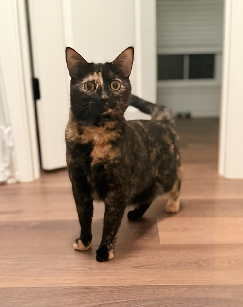 picture of the cat needing adoption
