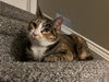 adoptable Cat in harrisburg, PA named Hazel