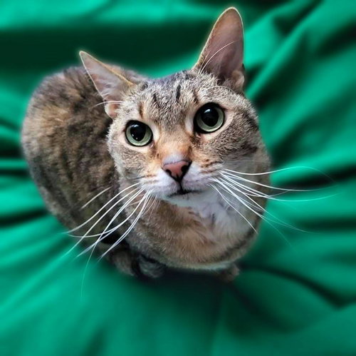 Laurel, a cat for adoption from Loving Care Cat Rescue