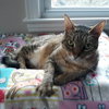 Laurel - Photo 2