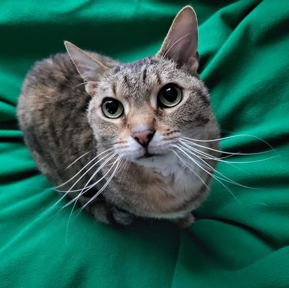 adoptable Cat in Harrisburg, PA named Laurel