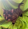adoptable Cat in harrisburg, PA named Peppi