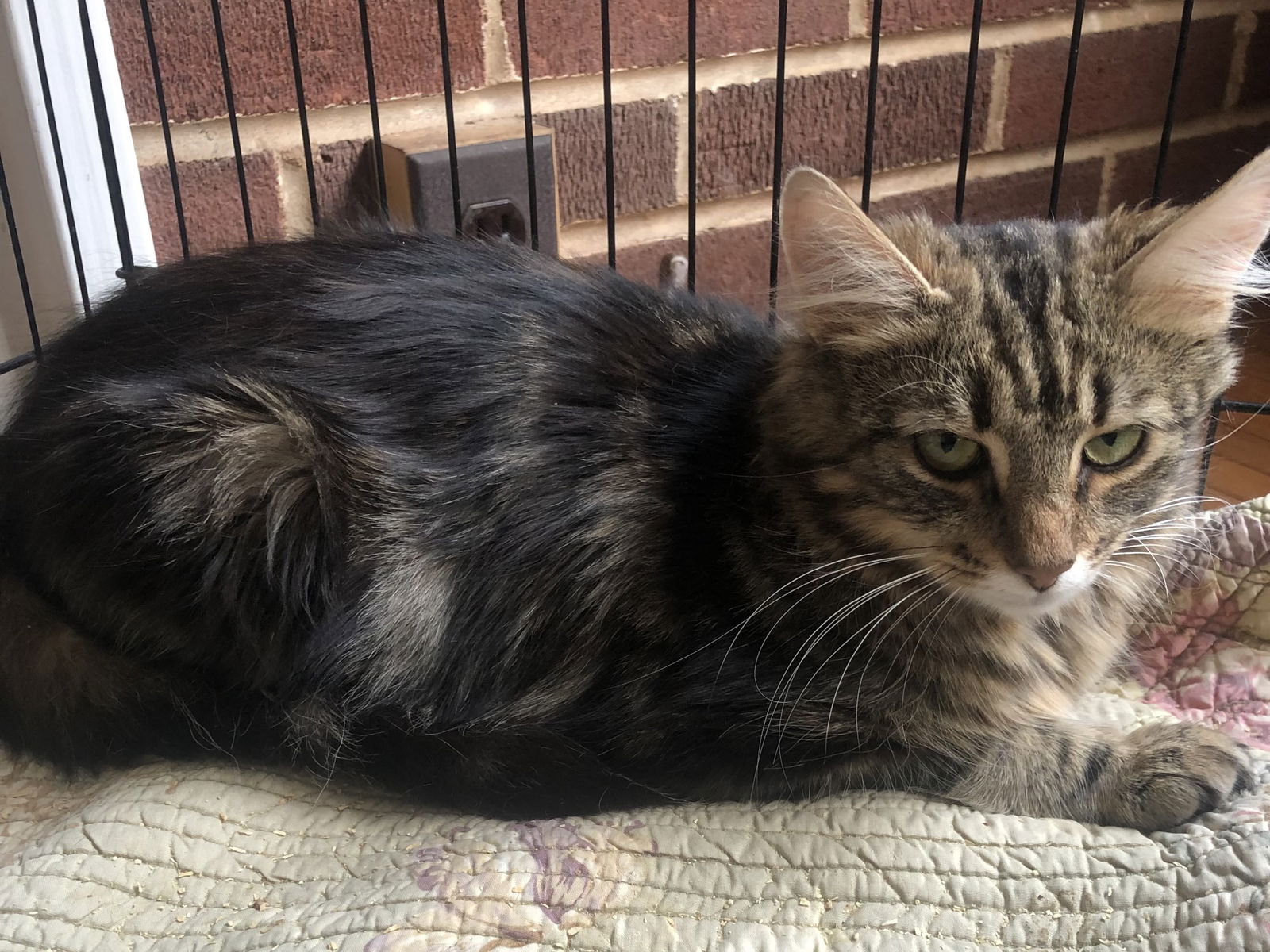 adoptable Cat in Harrisburg, PA named Lindsey