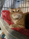 adoptable Cat in harrisburg, PA named Paprika