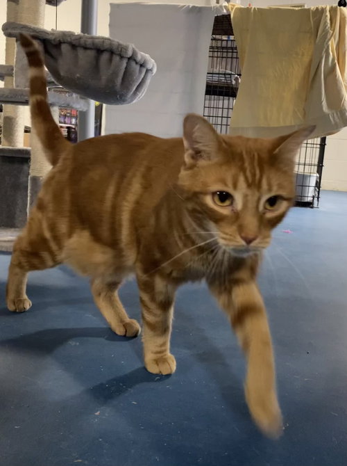 PAPPY - Domestic Short Hair available for adoption