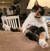 Punkin Pie - Photo 9