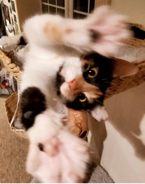 PUNKIN PIE - Domestic Short Hair available for adoption