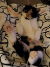 Punkin Pie - Photo 5