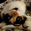 Punkin Pie - Photo 7