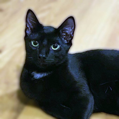 Rocket, a cat for adoption from Loving Care Cat Rescue