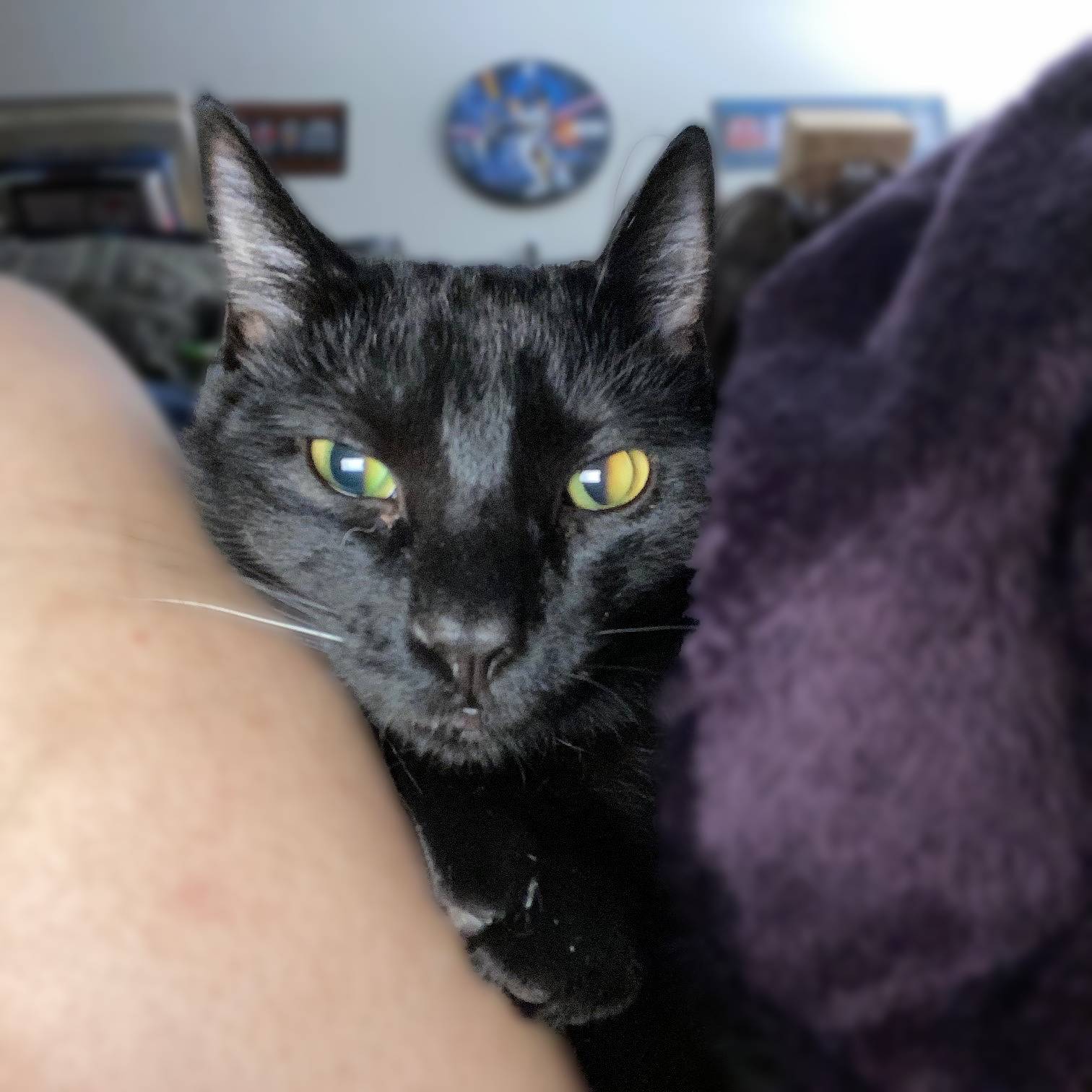 Rocket, photo 3