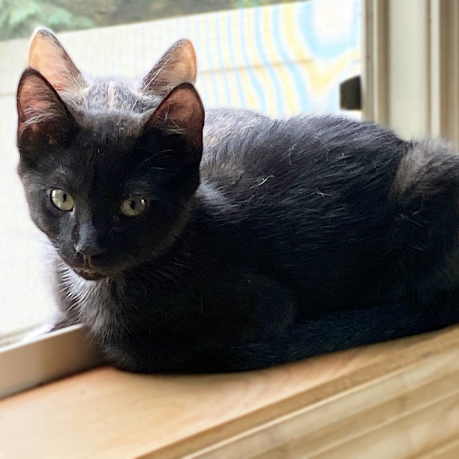 Rocket, photo 4