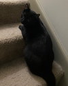 Rocket - Photo 6